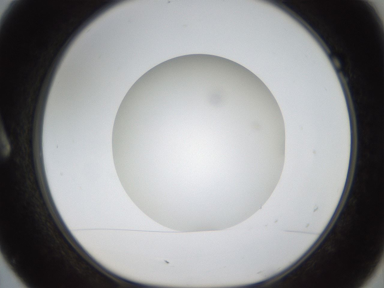 folderID304_plateID1304_batchID4307_wellNum7_profileID1_d1_r78782_ef.jpg