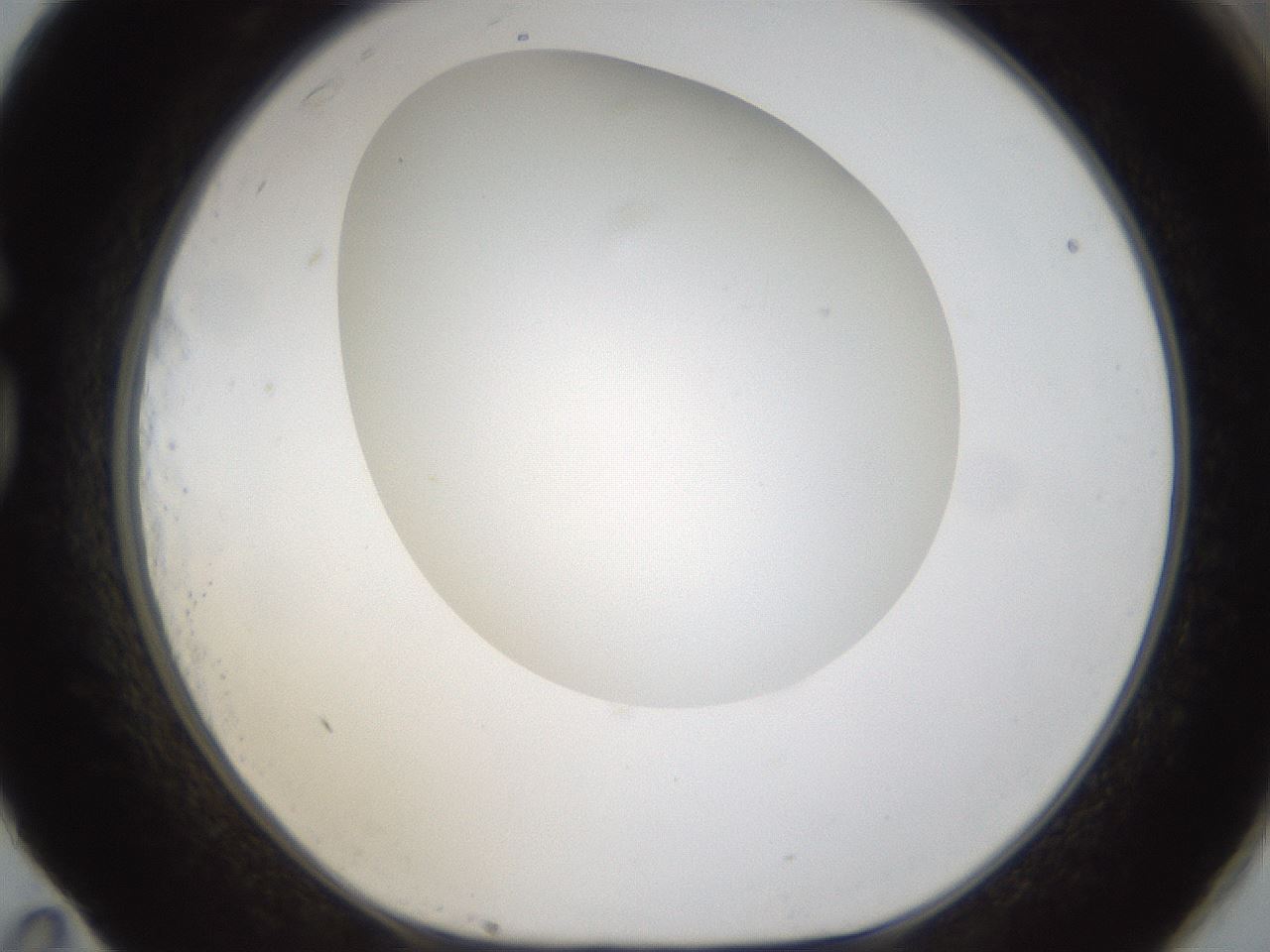 folderID304_plateID1304_batchID4307_wellNum83_profileID1_d1_r78858_ef.jpg