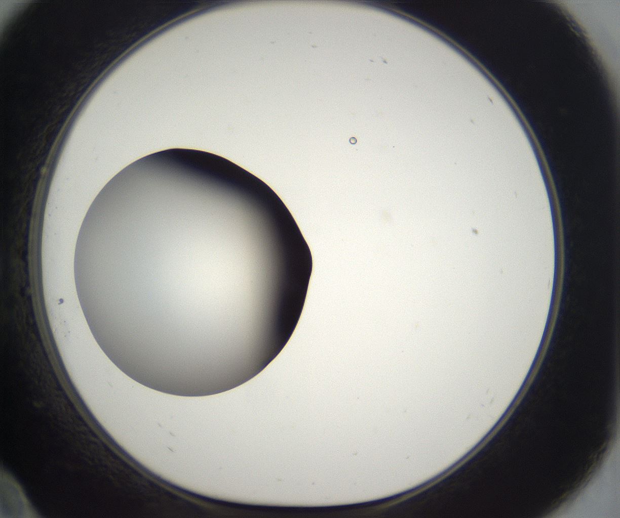 folderID304_plateID2304_batchID10856_wellNum10_profileID1_d1_r161815_ef.jpg