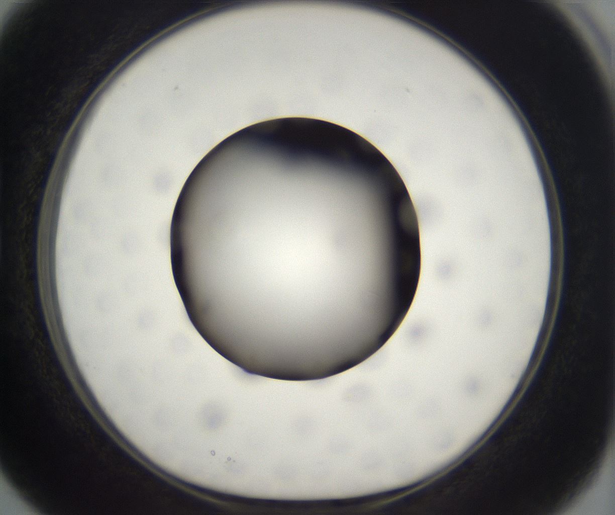 folderID304_plateID2304_batchID10856_wellNum15_profileID1_d1_r161820_ef.jpg