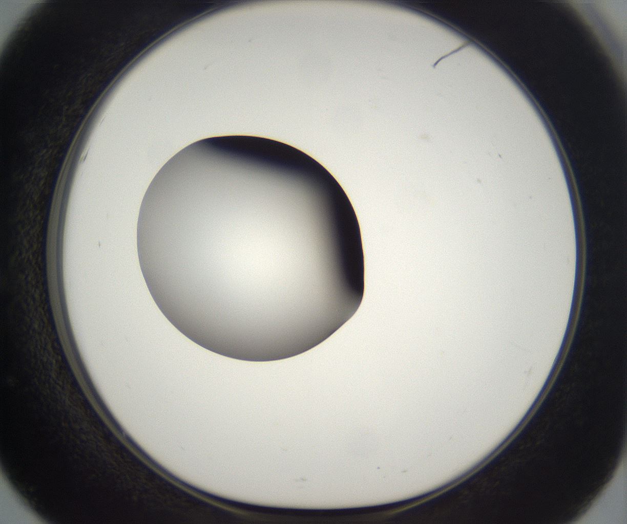 folderID304_plateID2304_batchID10856_wellNum51_profileID1_d1_r161856_ef.jpg