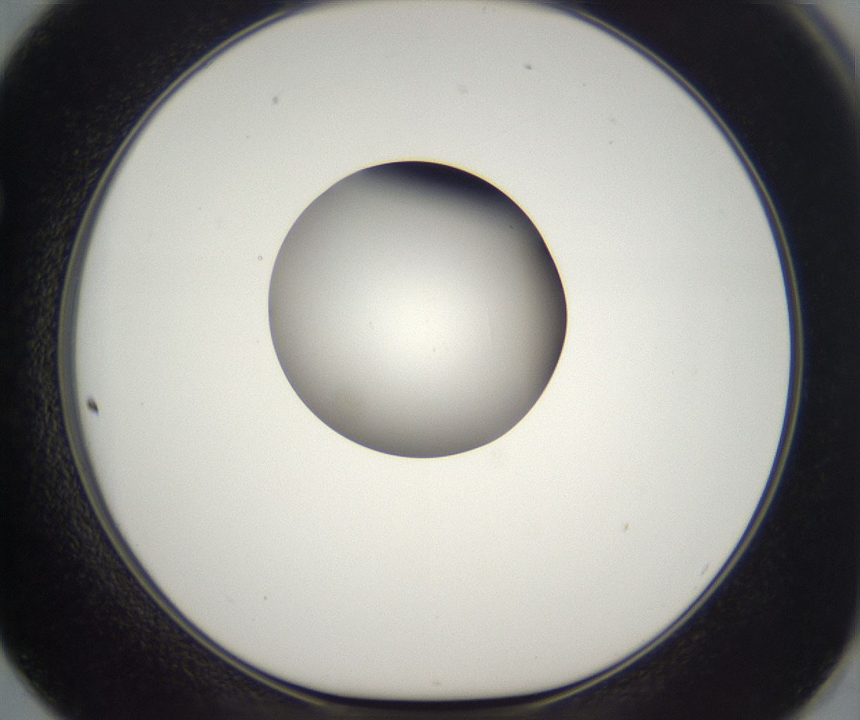 folderID304_plateID2304_batchID10856_wellNum62_profileID1_d1_r161867_ef.jpg