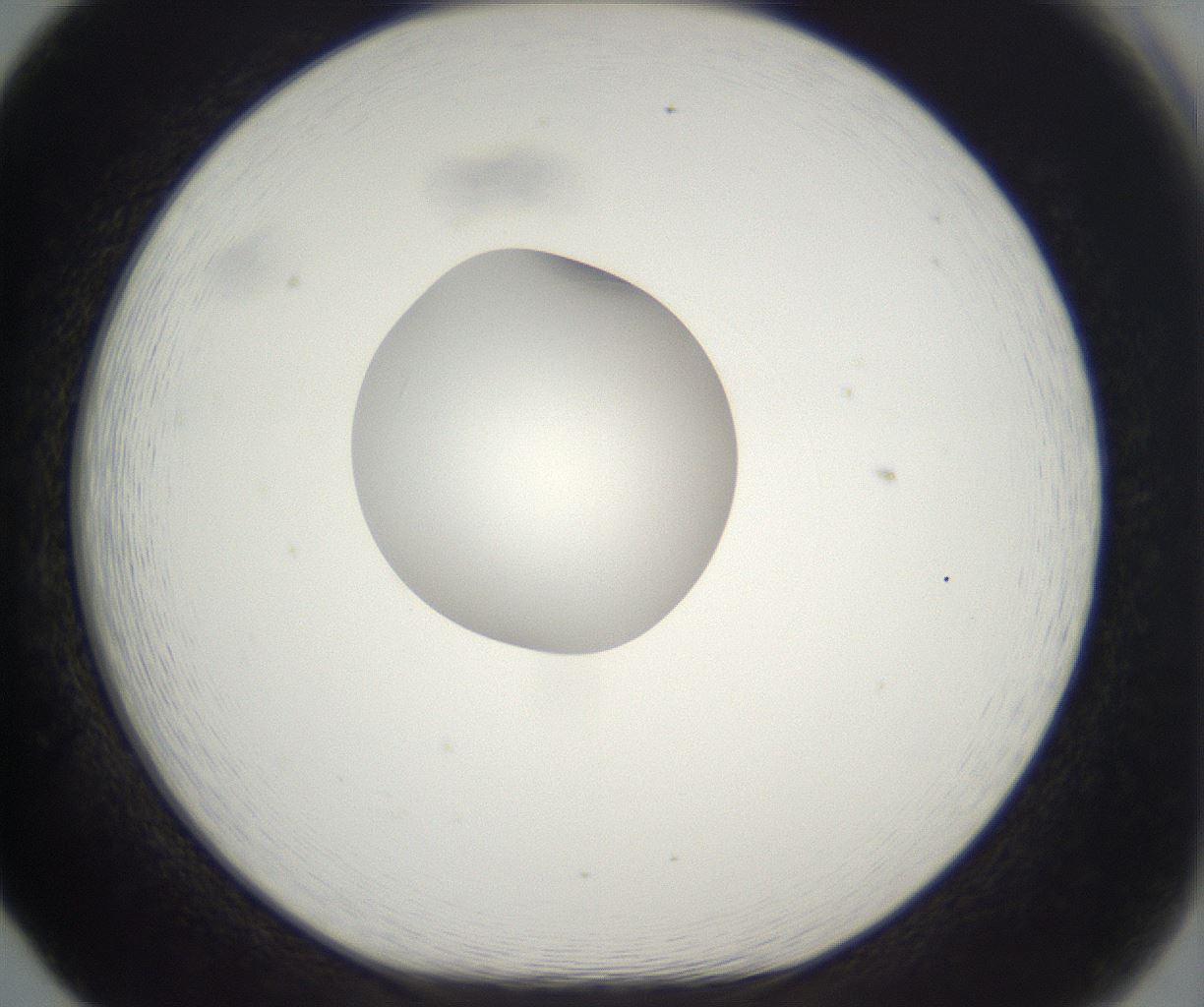 folderID304_plateID2304_batchID10856_wellNum65_profileID1_d1_r161870_ef.jpg