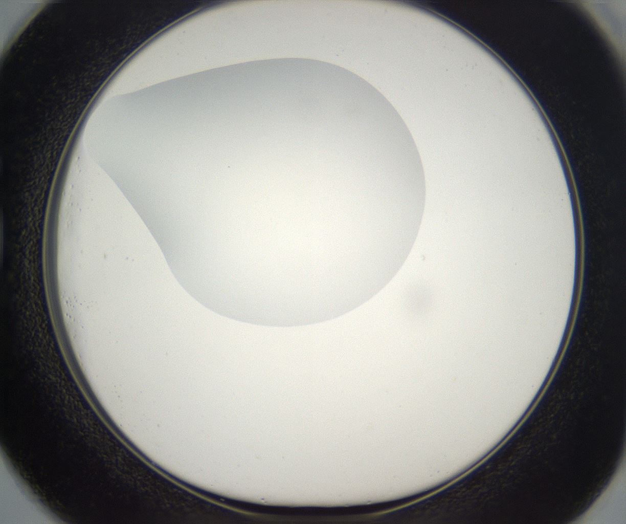 folderID304_plateID2304_batchID10856_wellNum73_profileID1_d1_r161878_ef.jpg