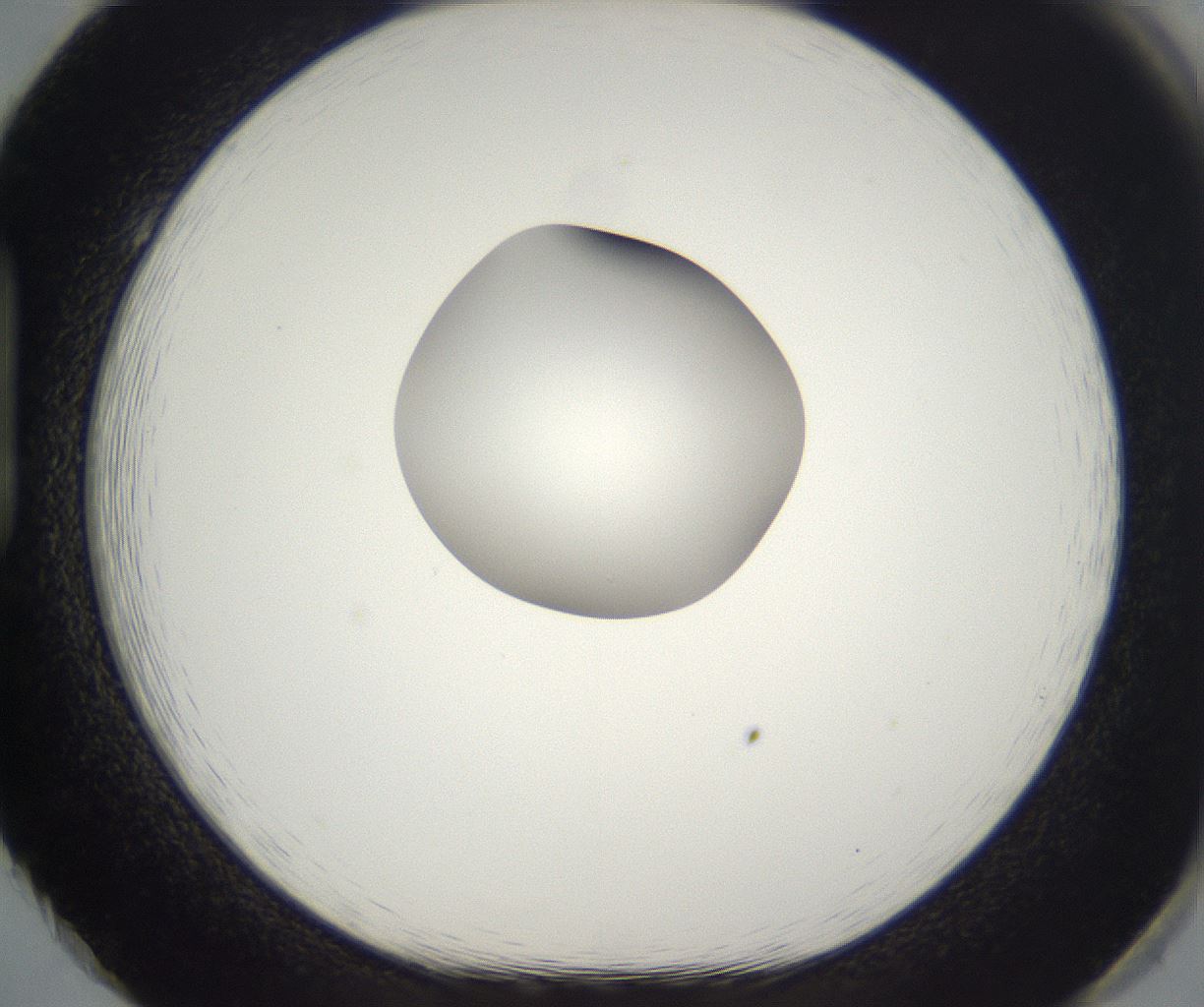 folderID304_plateID2304_batchID10856_wellNum86_profileID1_d1_r161891_ef.jpg