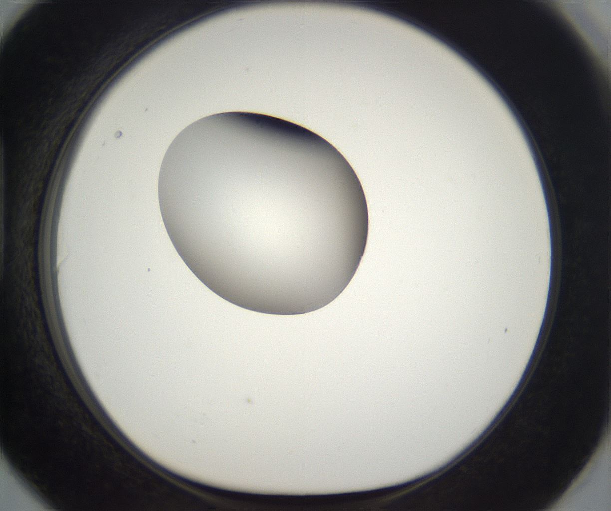 folderID304_plateID2304_batchID10856_wellNum90_profileID1_d1_r161895_ef.jpg