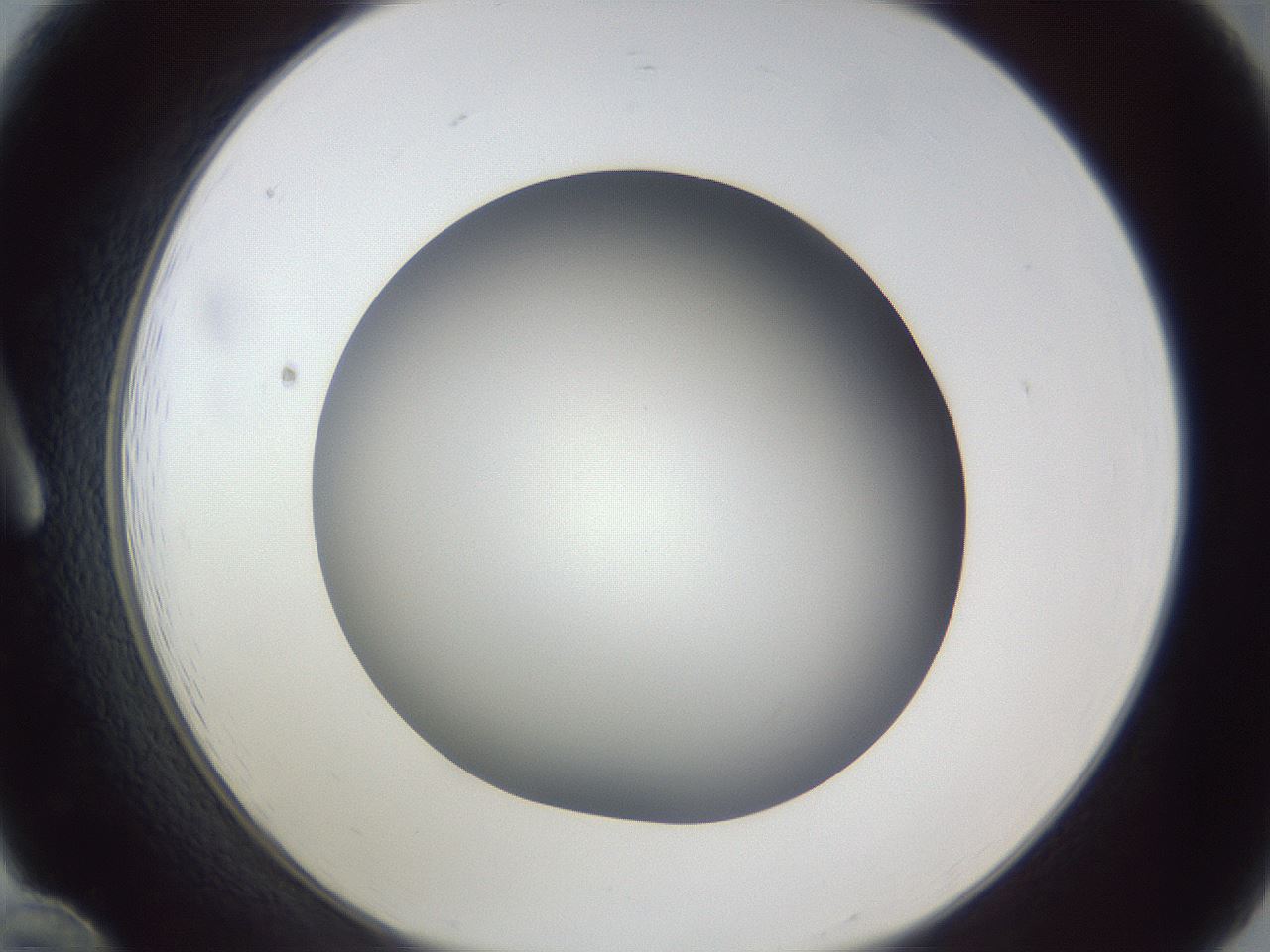 folderID305_plateID1305_batchID4293_wellNum12_profileID1_d1_r77827_ef.jpg