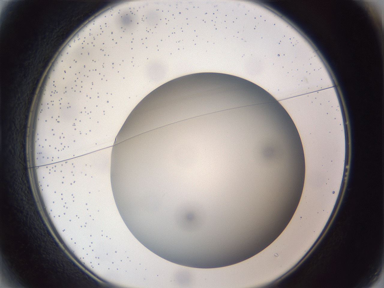 folderID305_plateID1305_batchID4293_wellNum13_profileID1_d1_r77828_ef.jpg