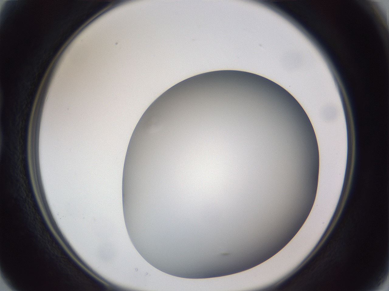 folderID305_plateID1305_batchID4293_wellNum15_profileID1_d1_r77830_ef.jpg