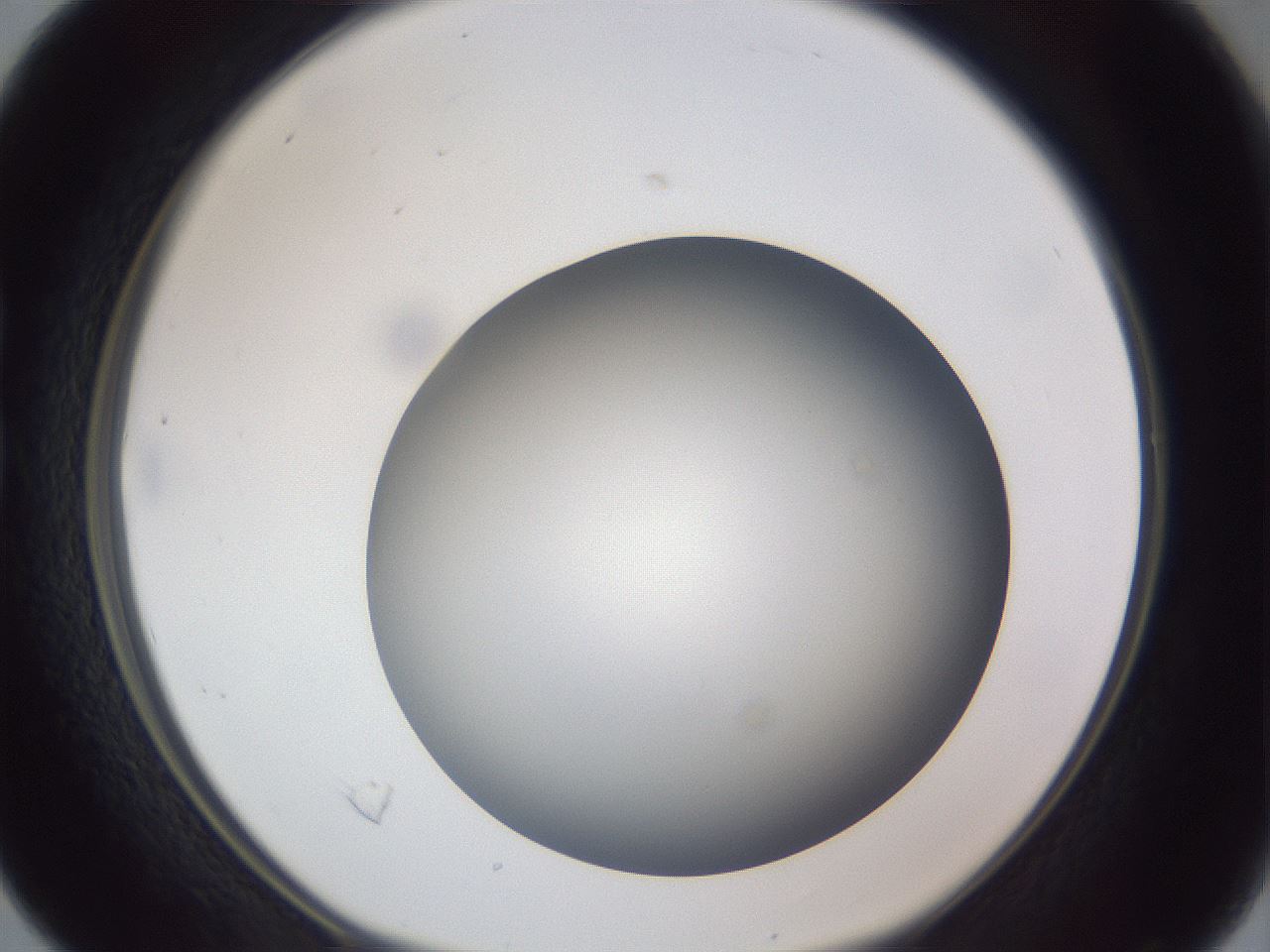 folderID305_plateID1305_batchID4293_wellNum16_profileID1_d1_r77831_ef.jpg