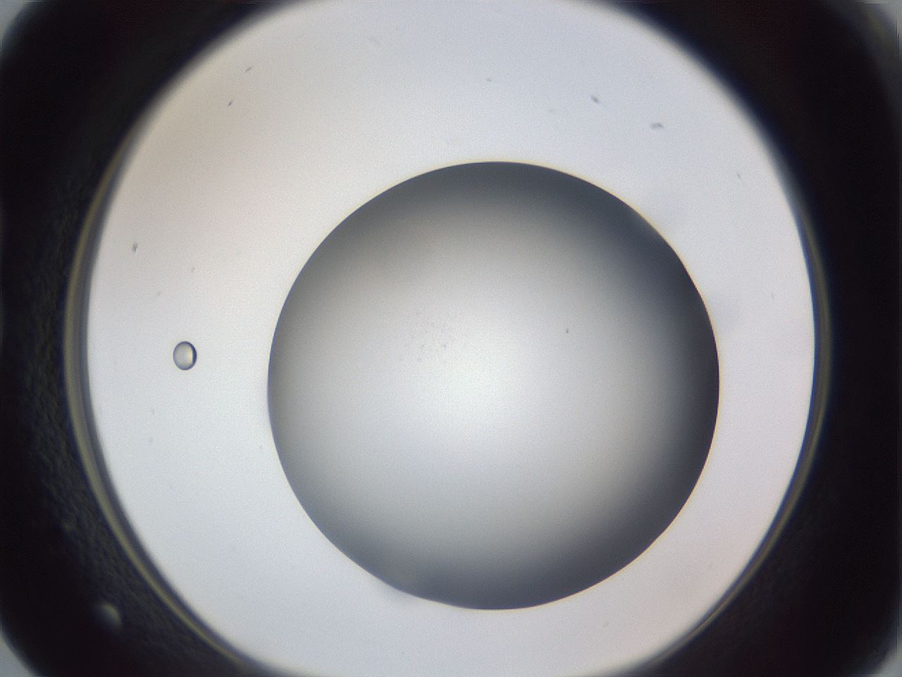 folderID305_plateID1305_batchID4293_wellNum17_profileID1_d1_r77832_ef.jpg