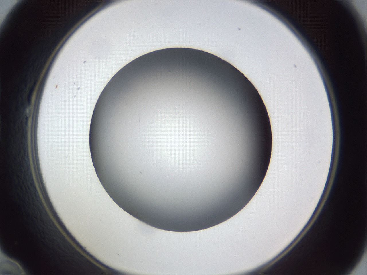 folderID305_plateID1305_batchID4293_wellNum22_profileID1_d1_r77837_ef.jpg