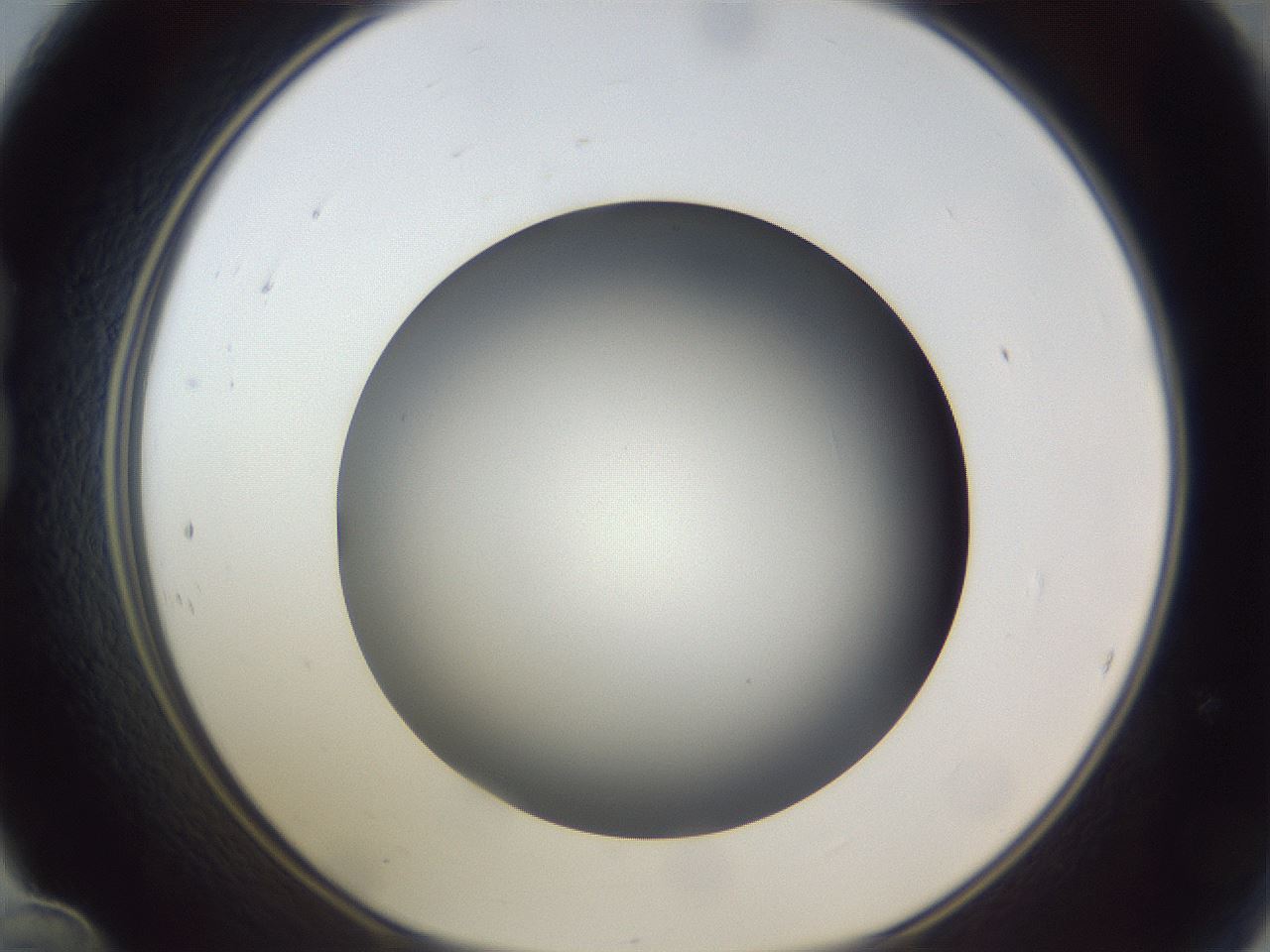 folderID305_plateID1305_batchID4293_wellNum24_profileID1_d1_r77839_ef.jpg