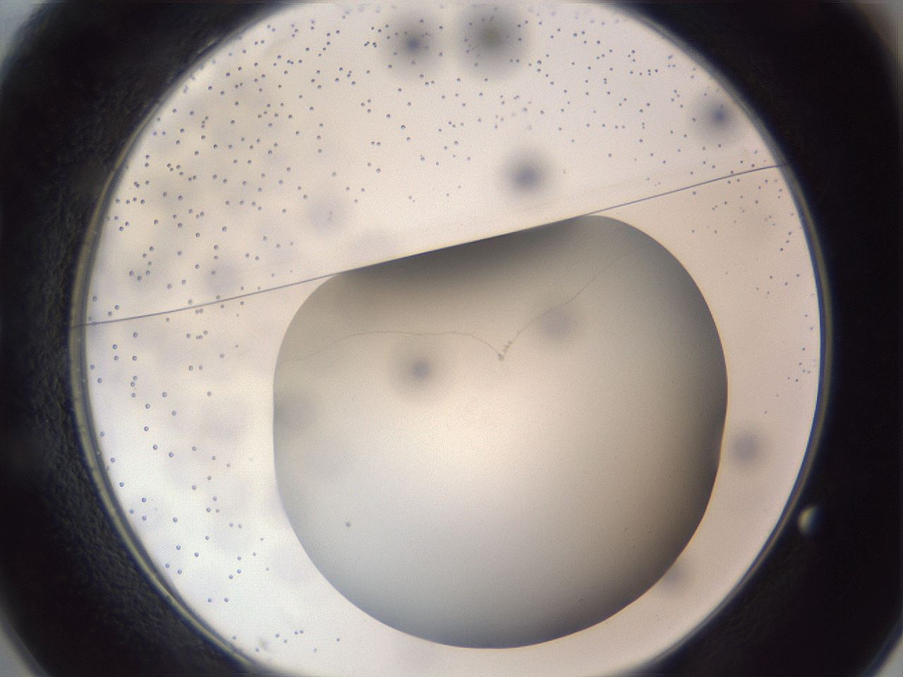 folderID305_plateID1305_batchID4293_wellNum25_profileID1_d1_r77840_ef.jpg