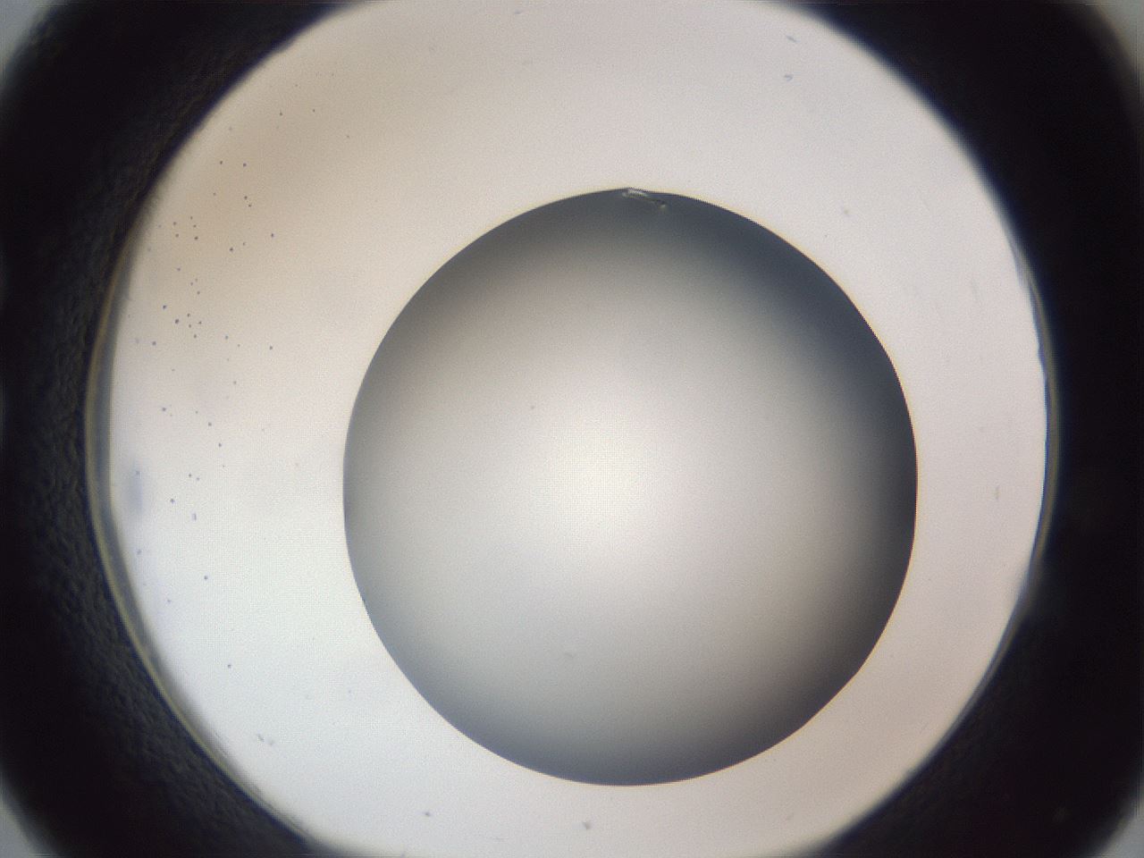 folderID305_plateID1305_batchID4293_wellNum26_profileID1_d1_r77841_ef.jpg