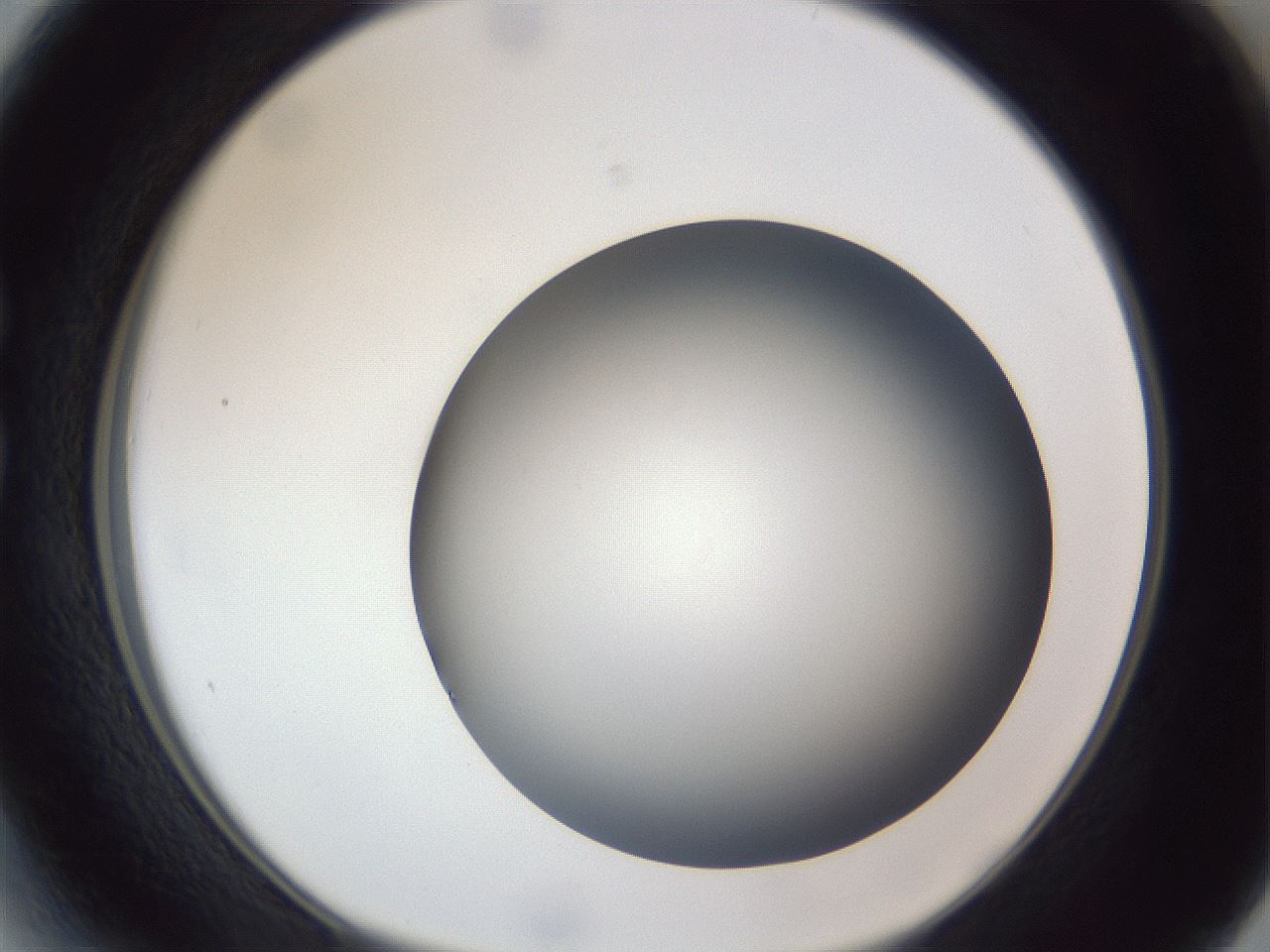 folderID305_plateID1305_batchID4293_wellNum27_profileID1_d1_r77842_ef.jpg