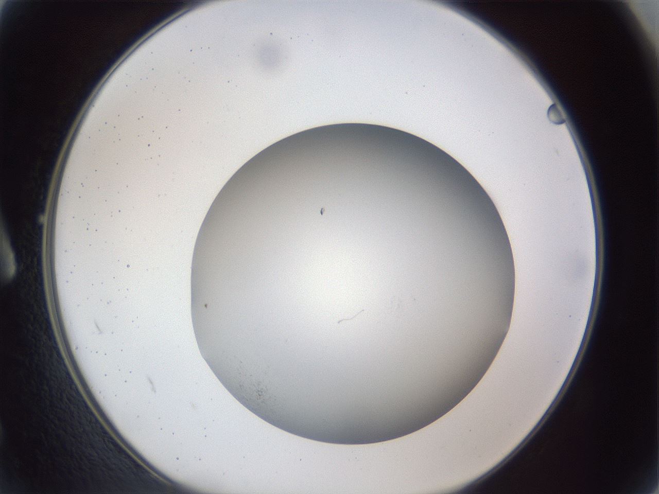 folderID305_plateID1305_batchID4293_wellNum2_profileID1_d1_r77817_ef.jpg