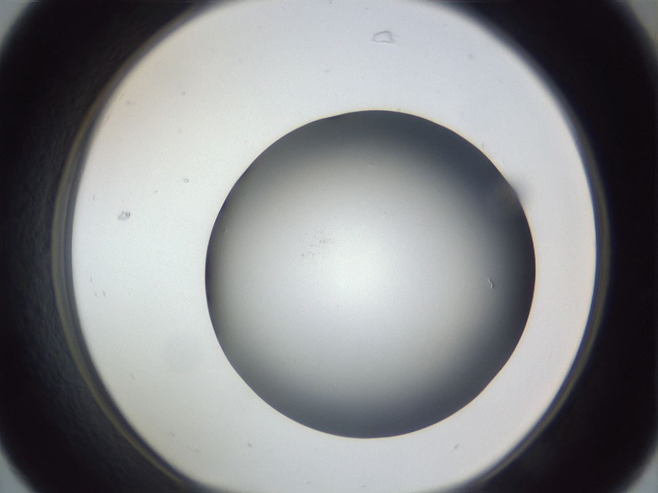 folderID305_plateID1305_batchID4293_wellNum31_profileID1_d1_r77846_ef.jpg