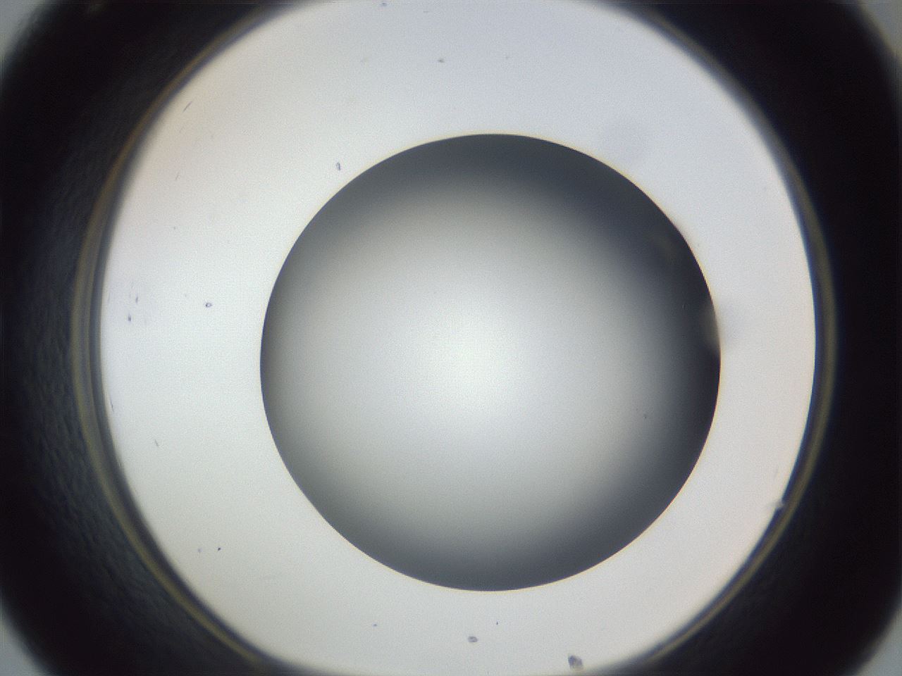folderID305_plateID1305_batchID4293_wellNum32_profileID1_d1_r77847_ef.jpg