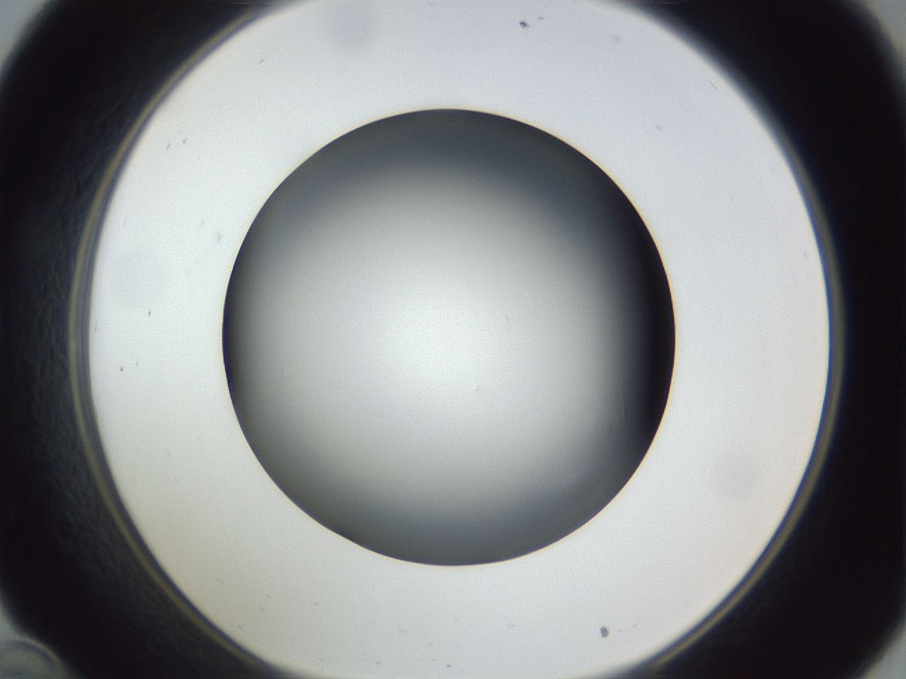 folderID305_plateID1305_batchID4293_wellNum34_profileID1_d1_r77849_ef.jpg