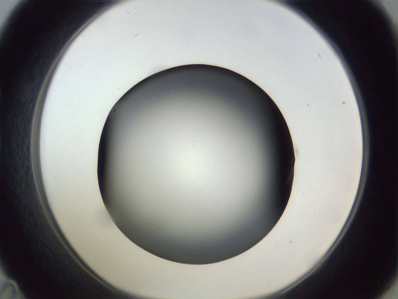 folderID305_plateID1305_batchID4293_wellNum35_profileID1_d1_r77850_ef.jpg