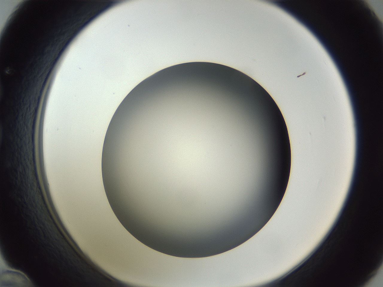folderID305_plateID1305_batchID4293_wellNum36_profileID1_d1_r77851_ef.jpg