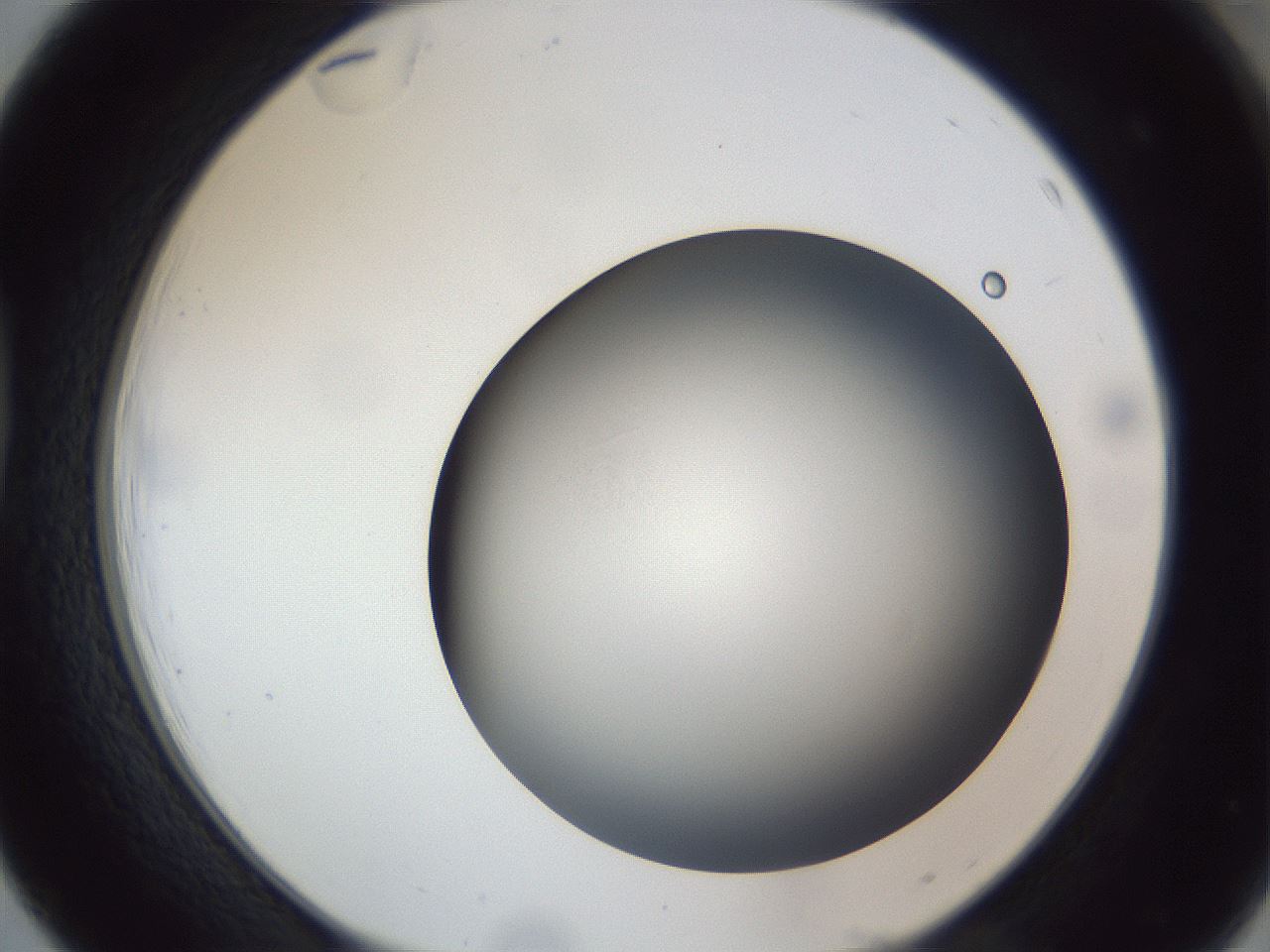 folderID305_plateID1305_batchID4293_wellNum39_profileID1_d1_r77854_ef.jpg