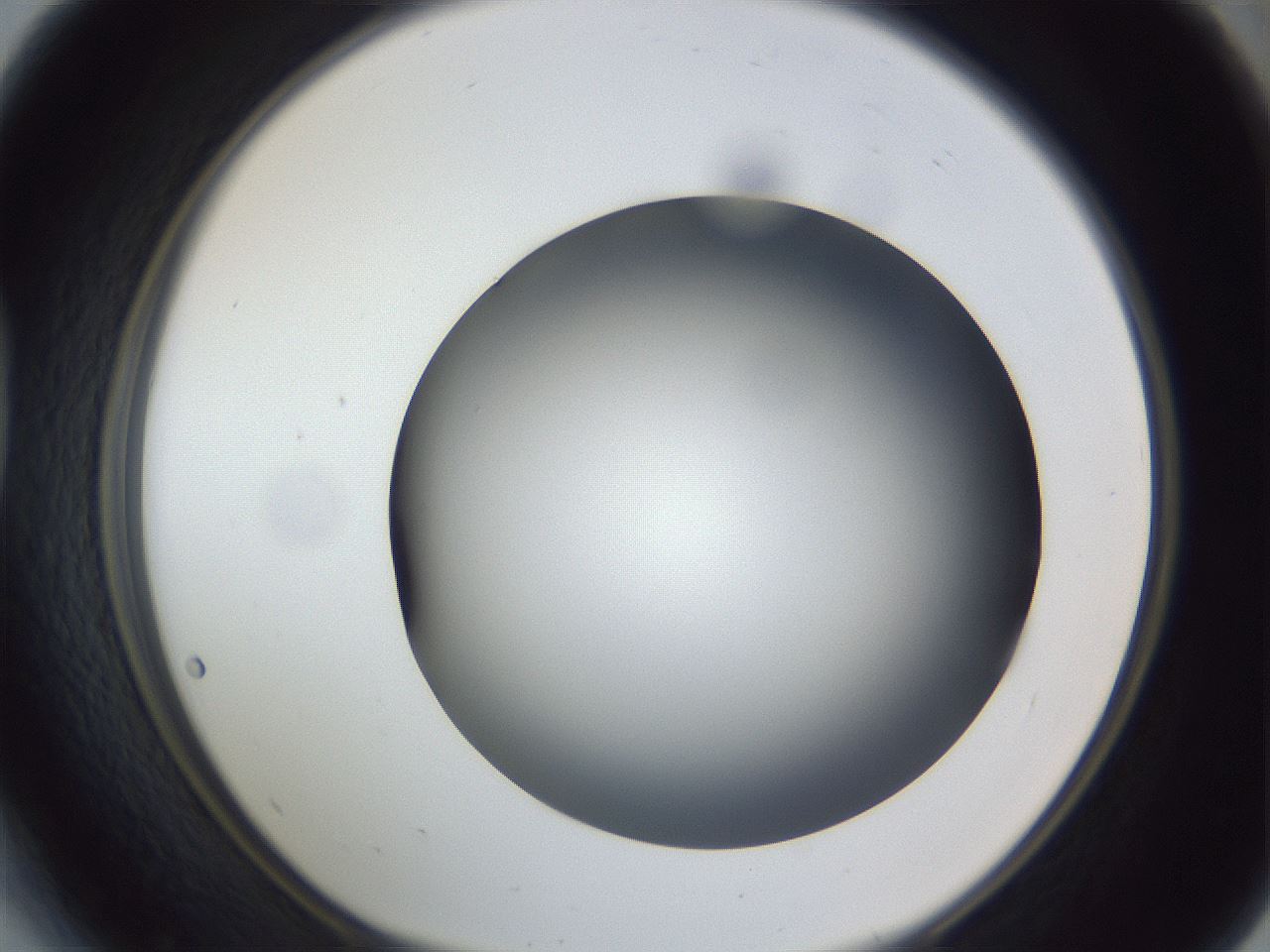 folderID305_plateID1305_batchID4293_wellNum41_profileID1_d1_r77856_ef.jpg