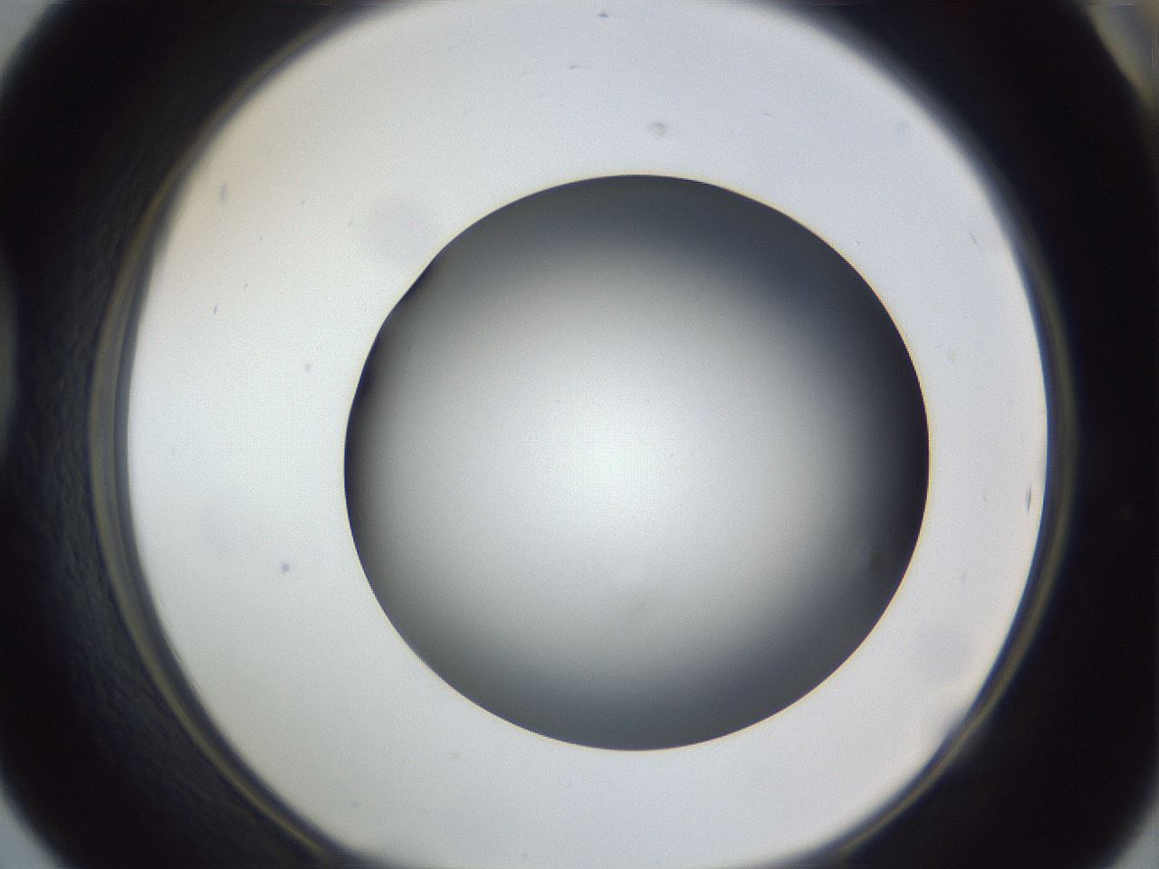 folderID305_plateID1305_batchID4293_wellNum42_profileID1_d1_r77857_ef.jpg