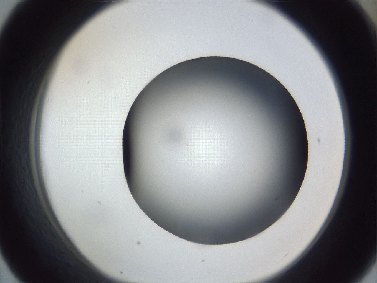 folderID305_plateID1305_batchID4293_wellNum43_profileID1_d1_r77858_ef.jpg