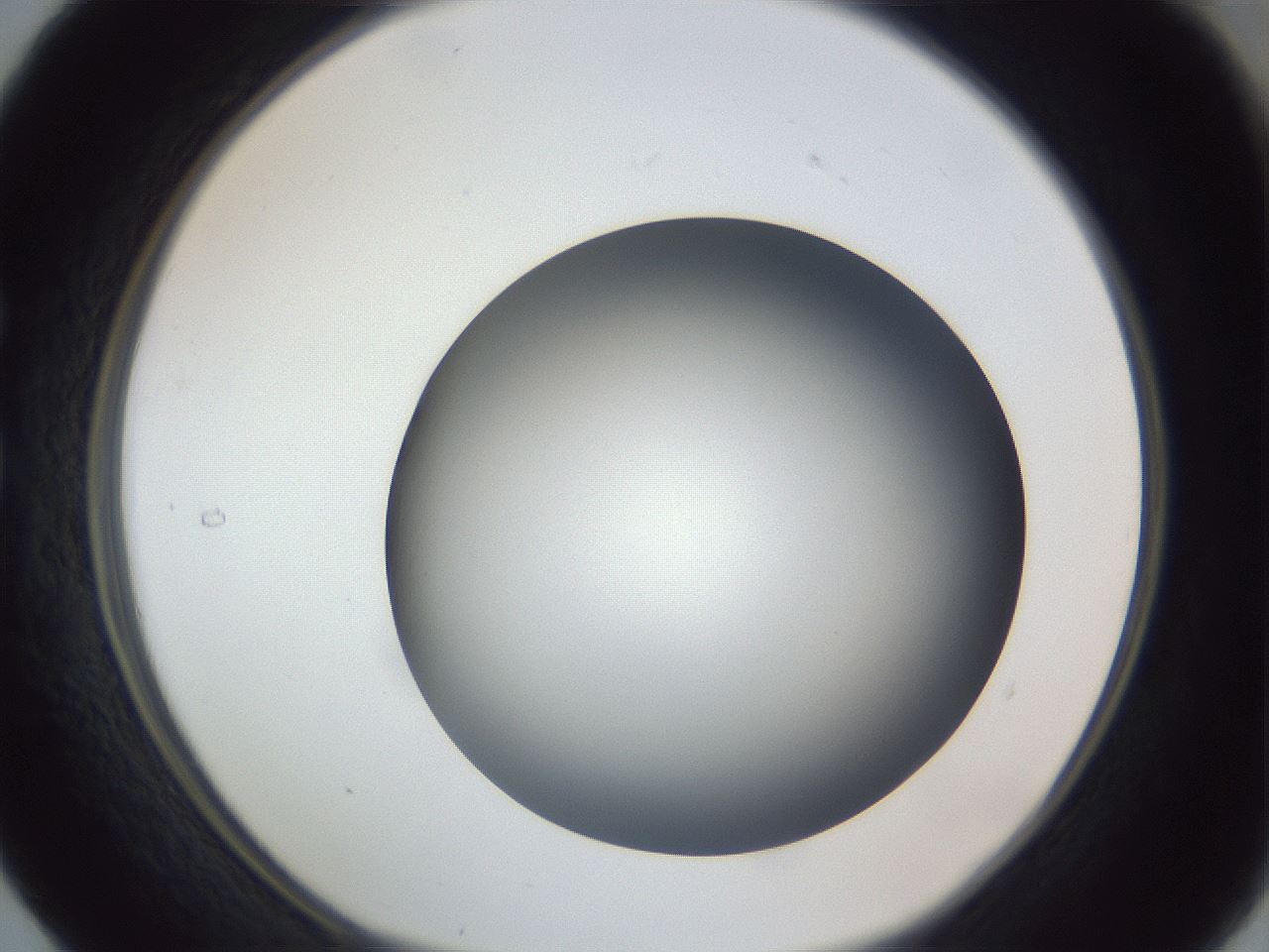 folderID305_plateID1305_batchID4293_wellNum29_profileID1_d1_r77844_ef.jpg