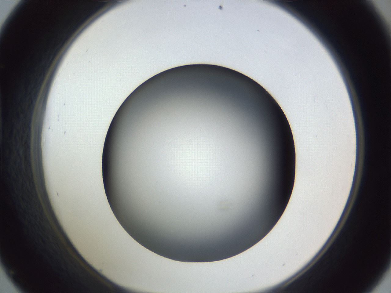 folderID305_plateID1305_batchID4293_wellNum45_profileID1_d1_r77860_ef.jpg