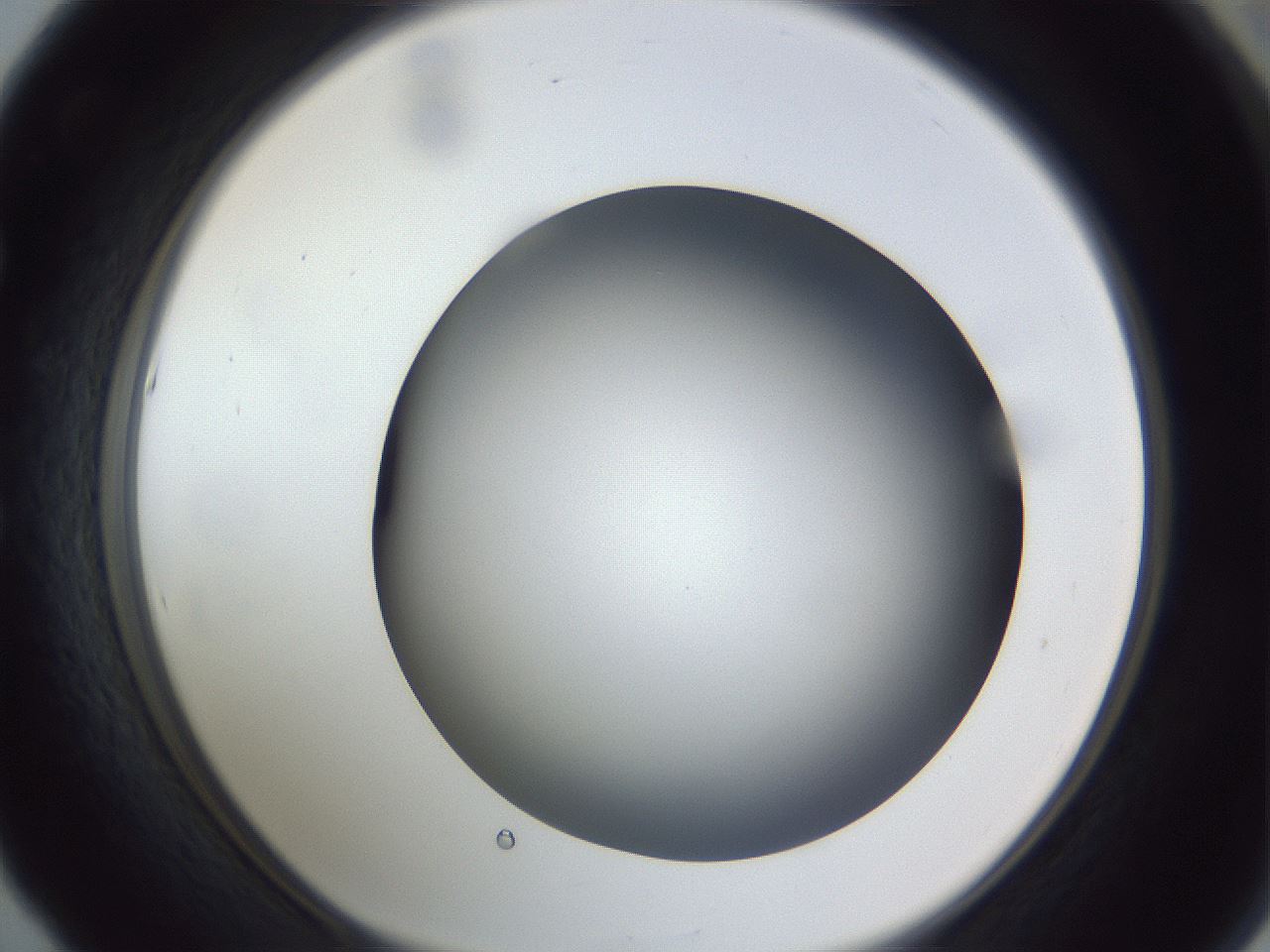 folderID305_plateID1305_batchID4293_wellNum53_profileID1_d1_r77868_ef.jpg