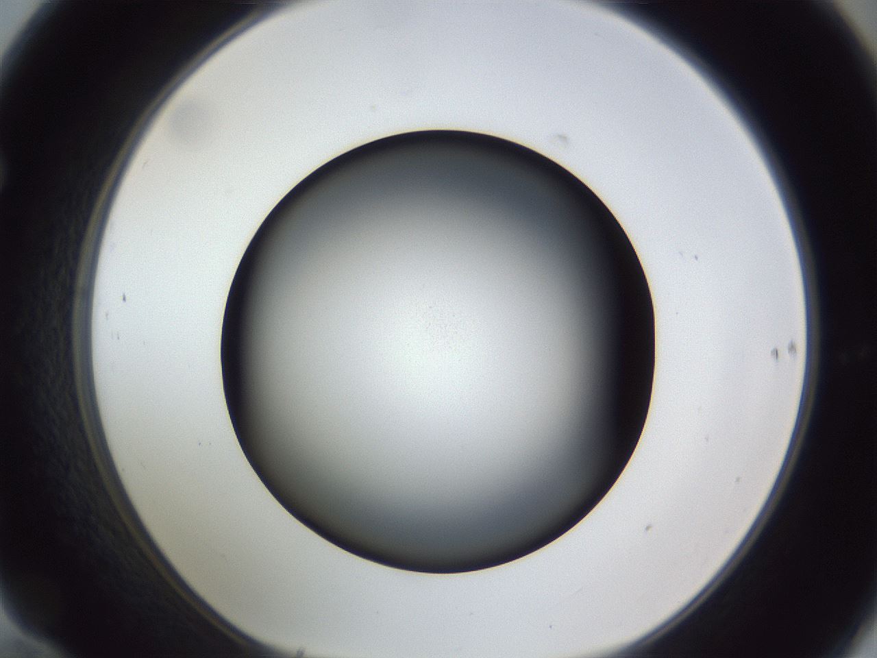 folderID305_plateID1305_batchID4293_wellNum70_profileID1_d1_r77885_ef.jpg