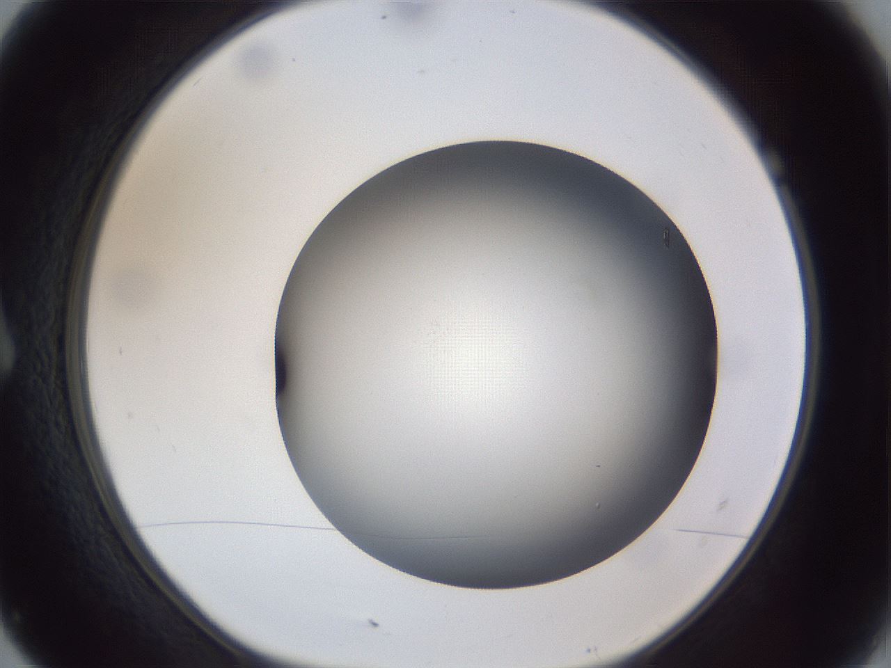 folderID305_plateID1305_batchID4293_wellNum7_profileID1_d1_r77822_ef.jpg