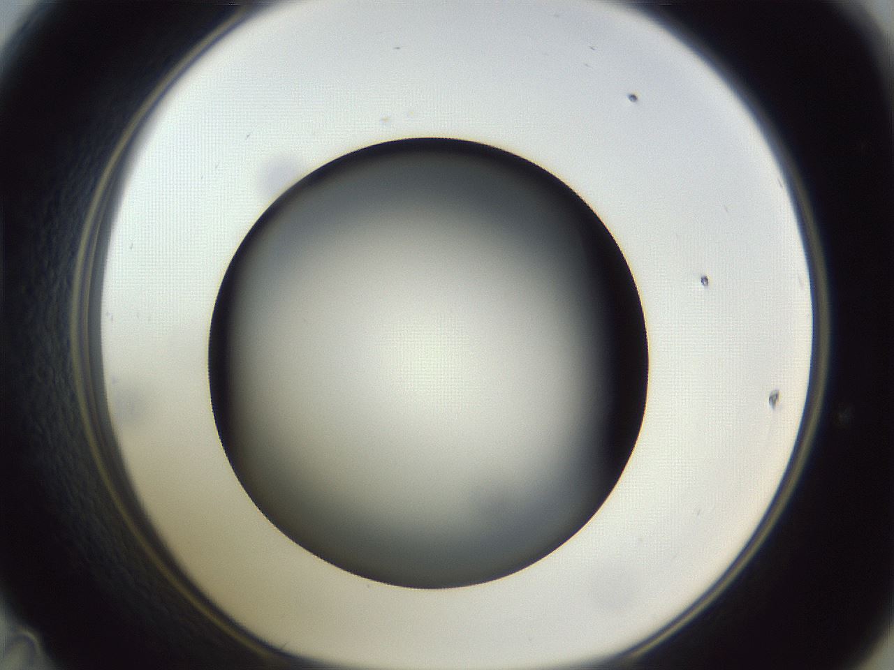 folderID305_plateID1305_batchID4293_wellNum47_profileID1_d1_r77862_ef.jpg