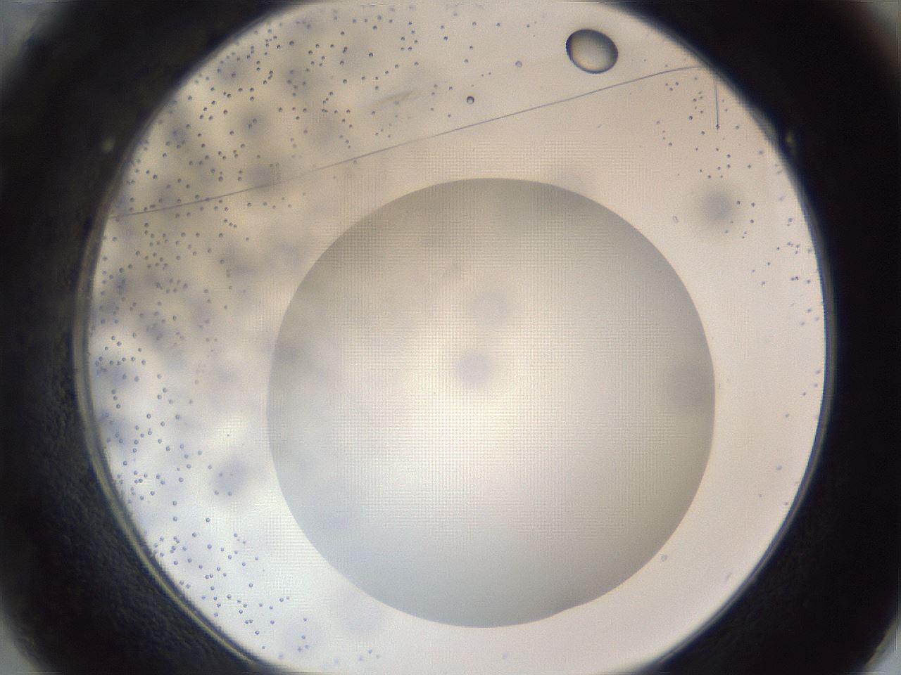 folderID305_plateID1305_batchID4293_wellNum49_profileID1_d1_r77864_ef.jpg