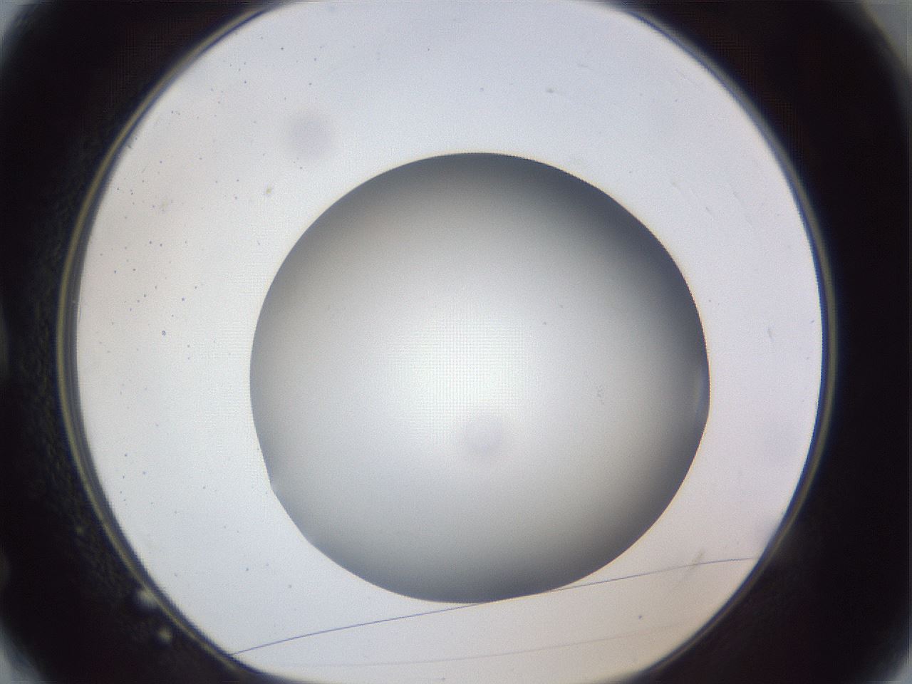 folderID305_plateID1305_batchID4293_wellNum4_profileID1_d1_r77819_ef.jpg