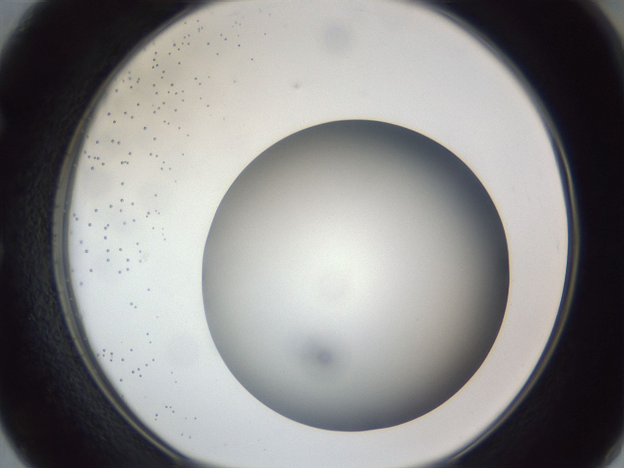 folderID305_plateID1305_batchID4293_wellNum50_profileID1_d1_r77865_ef.jpg