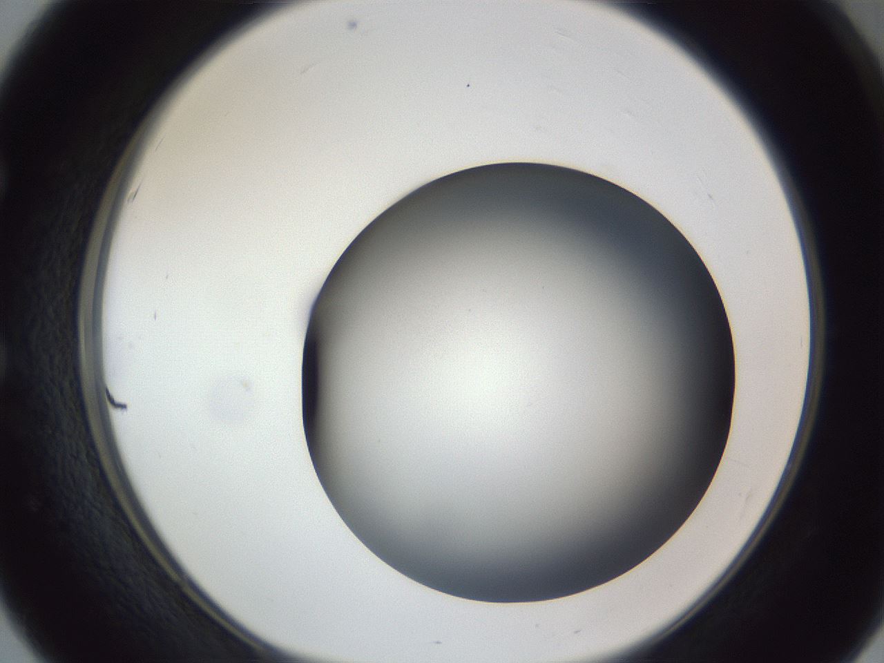 folderID305_plateID1305_batchID4293_wellNum51_profileID1_d1_r77866_ef.jpg