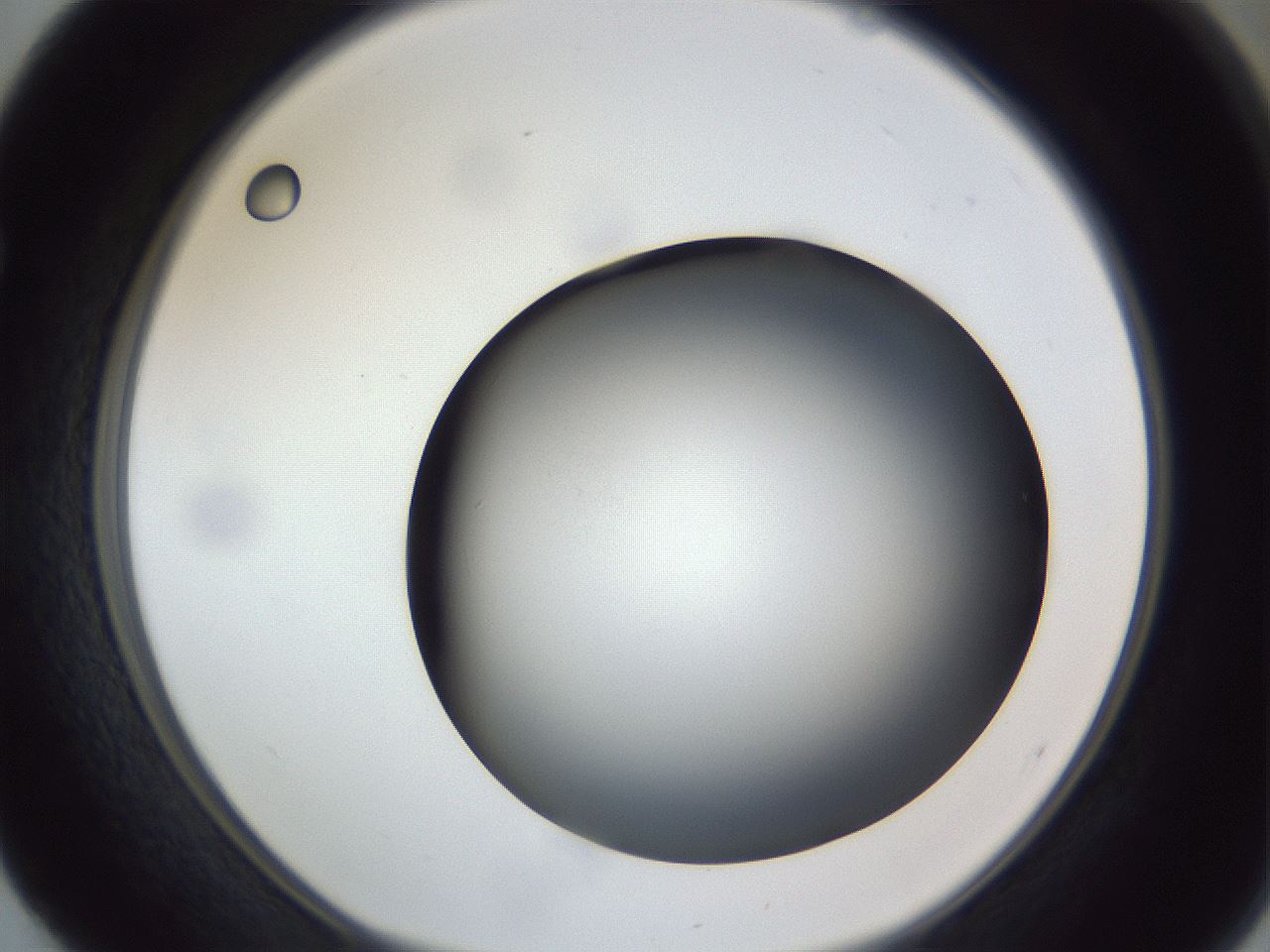 folderID305_plateID1305_batchID4293_wellNum52_profileID1_d1_r77867_ef.jpg