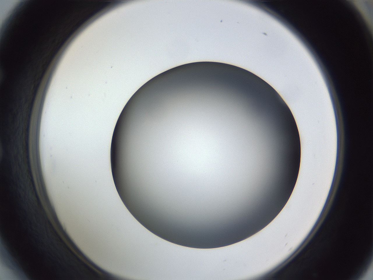folderID305_plateID1305_batchID4293_wellNum54_profileID1_d1_r77869_ef.jpg