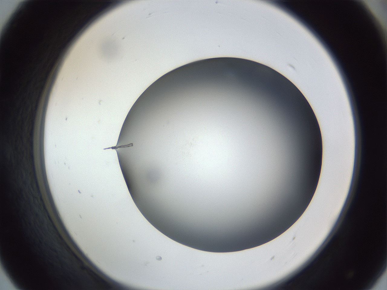 folderID305_plateID1305_batchID4293_wellNum55_profileID1_d1_r77870_ef.jpg