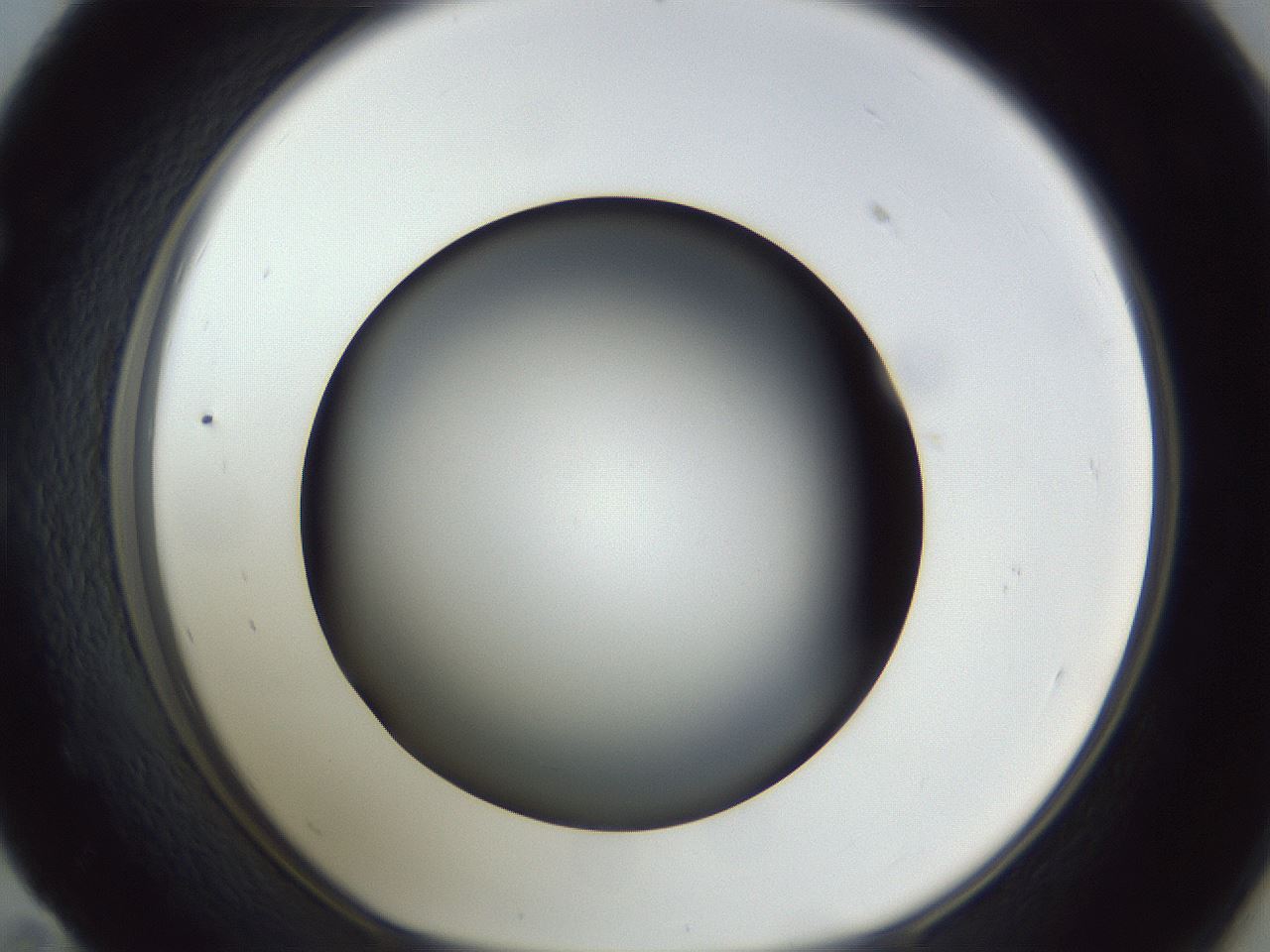 folderID305_plateID1305_batchID4293_wellNum59_profileID1_d1_r77874_ef.jpg