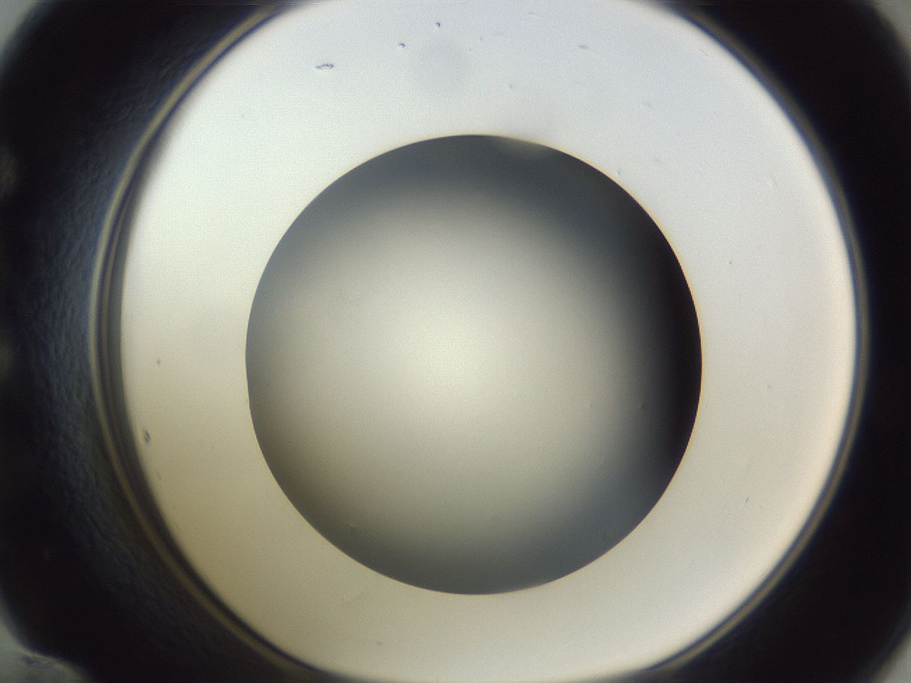 folderID305_plateID1305_batchID4293_wellNum60_profileID1_d1_r77875_ef.jpg