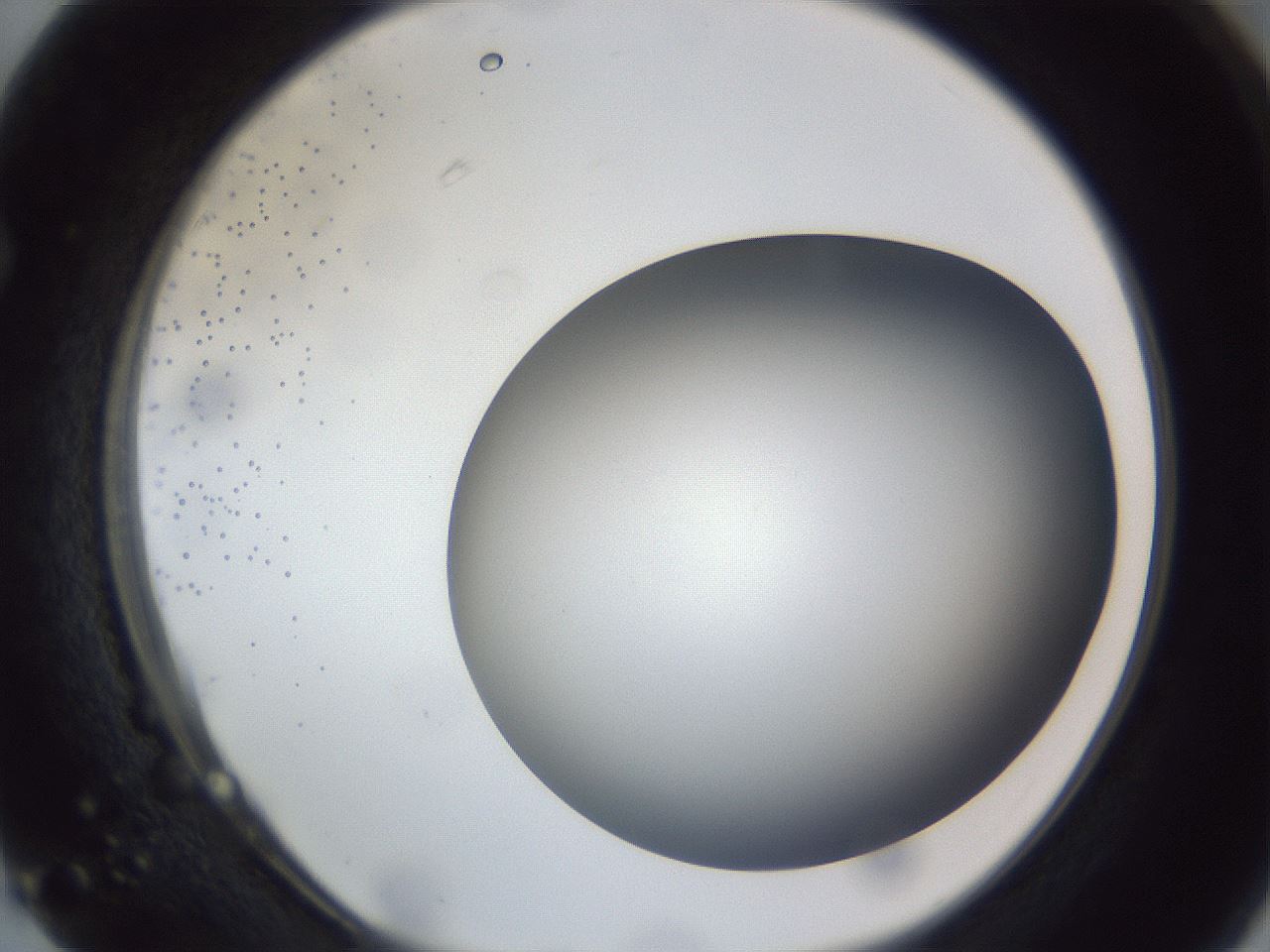 folderID305_plateID1305_batchID4293_wellNum63_profileID1_d1_r77878_ef.jpg