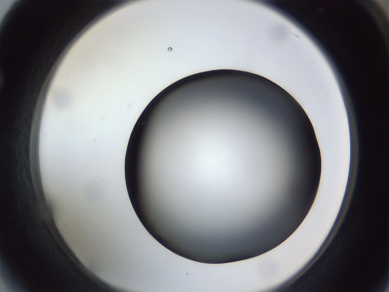 folderID305_plateID1305_batchID4293_wellNum64_profileID1_d1_r77879_ef.jpg