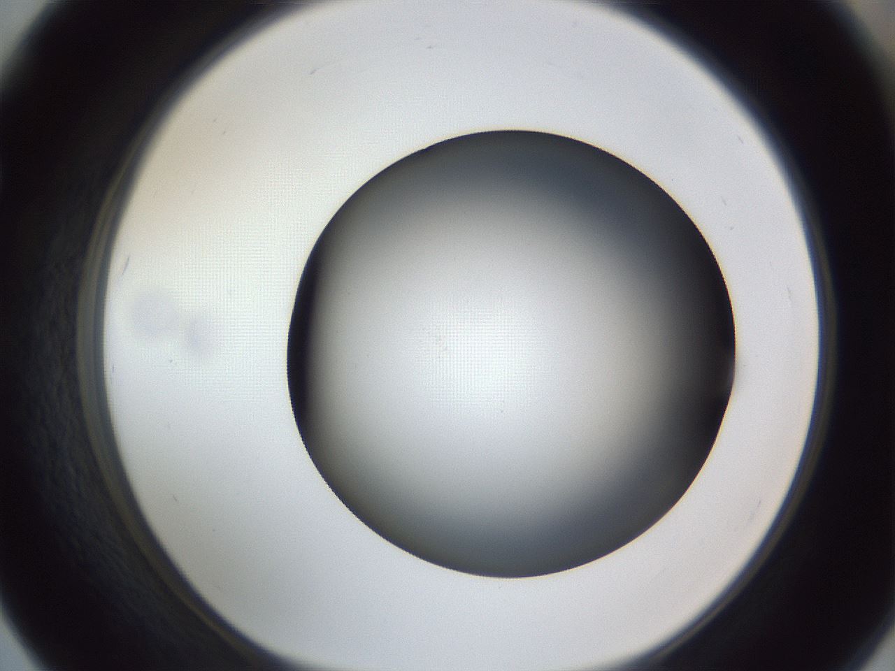 folderID305_plateID1305_batchID4293_wellNum67_profileID1_d1_r77882_ef.jpg