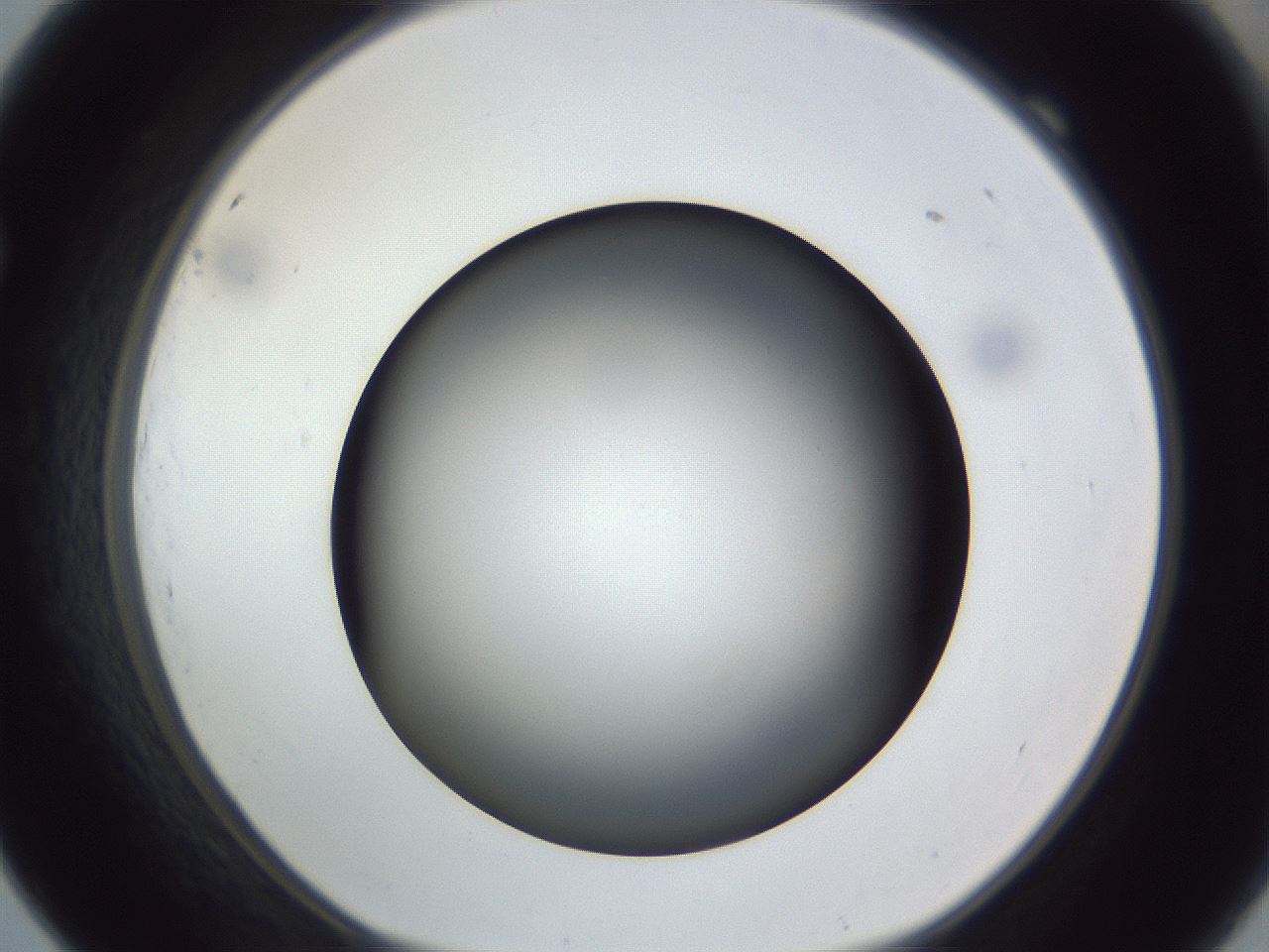 folderID305_plateID1305_batchID4293_wellNum69_profileID1_d1_r77884_ef.jpg