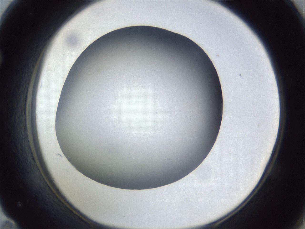 folderID305_plateID1305_batchID4293_wellNum71_profileID1_d1_r77886_ef.jpg